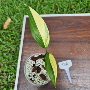 #136 Variegated Epipremnum Amplissimum - Rooted cutting