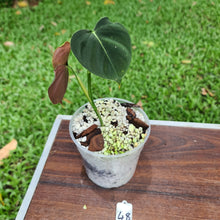 Load image into Gallery viewer, #48 Philodendron Lupinum - Well rooted cutting