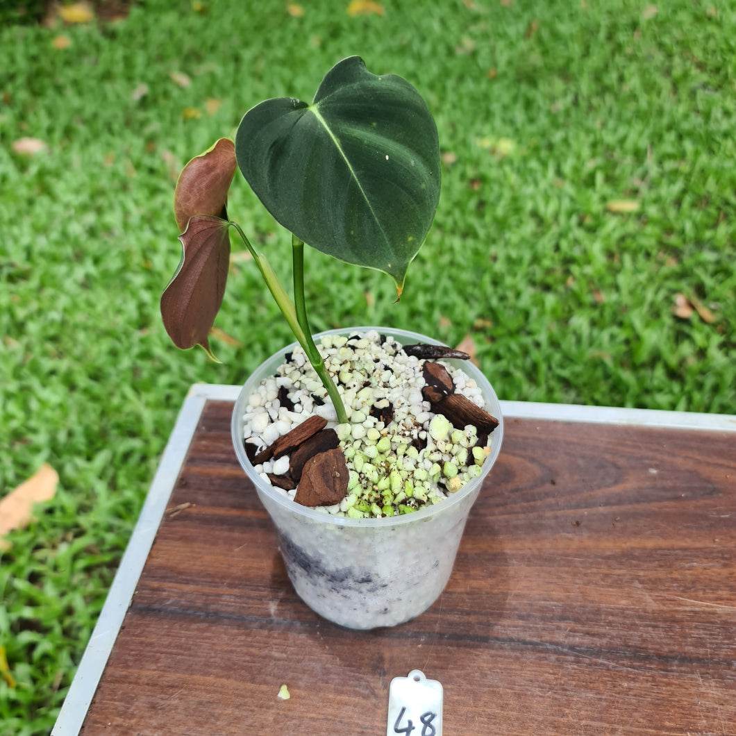 #48 Philodendron Lupinum - Well rooted cutting