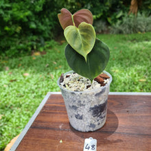 Load image into Gallery viewer, #48 Philodendron Lupinum - Well rooted cutting