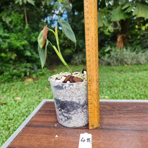 #48 Philodendron Lupinum - Well rooted cutting