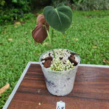 Load image into Gallery viewer, #48 Philodendron Lupinum - Well rooted cutting