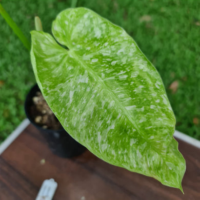 #11 Philodendron Jose Buono