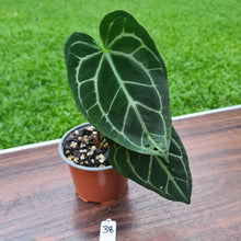 Load image into Gallery viewer, #38 Anthurium Crystallinum x
