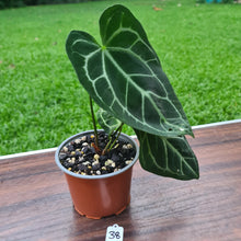 Load image into Gallery viewer, #38 Anthurium Crystallinum x