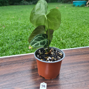 #38 Anthurium Crystallinum x