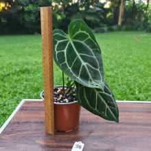 Load image into Gallery viewer, #38 Anthurium Crystallinum x