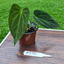 Load image into Gallery viewer, #370 Anthurium Papillilaminum x