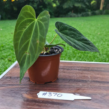 Load image into Gallery viewer, #370 Anthurium Papillilaminum x