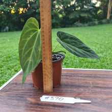 Load image into Gallery viewer, #370 Anthurium Papillilaminum x
