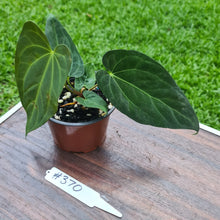 Load image into Gallery viewer, #370 Anthurium Papillilaminum x