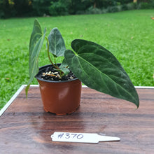 Load image into Gallery viewer, #370 Anthurium Papillilaminum x
