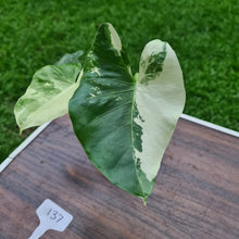 Load image into Gallery viewer, #137 Variegated Alocasia Macrorrhiza
