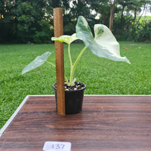 Load image into Gallery viewer, #137 Variegated Alocasia Macrorrhiza