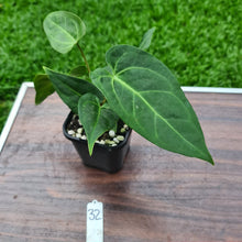 Load image into Gallery viewer, #32 Anthurium Magnificum Hybrid x
