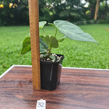 Load image into Gallery viewer, #32 Anthurium Magnificum Hybrid x