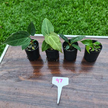 Load image into Gallery viewer, #97 BABY ANTHURIUM PACKAGE - 4 x SEEDLINGS