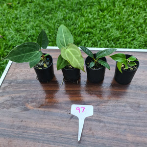 #97 BABY ANTHURIUM PACKAGE - 4 x SEEDLINGS