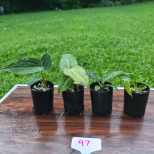 Load image into Gallery viewer, #97 BABY ANTHURIUM PACKAGE - 4 x SEEDLINGS