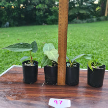 Load image into Gallery viewer, #97 BABY ANTHURIUM PACKAGE - 4 x SEEDLINGS