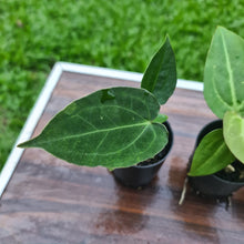 Load image into Gallery viewer, #97 BABY ANTHURIUM PACKAGE - 4 x SEEDLINGS