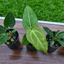 Load image into Gallery viewer, #97 BABY ANTHURIUM PACKAGE - 4 x SEEDLINGS