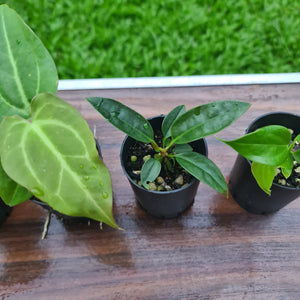 #97 BABY ANTHURIUM PACKAGE - 4 x SEEDLINGS