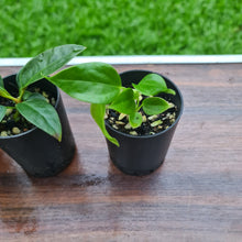 Load image into Gallery viewer, #97 BABY ANTHURIUM PACKAGE - 4 x SEEDLINGS