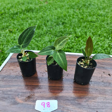 Load image into Gallery viewer, #98 BABY ANTHURIUM PACKAGE - 3 x SEEDLINGS