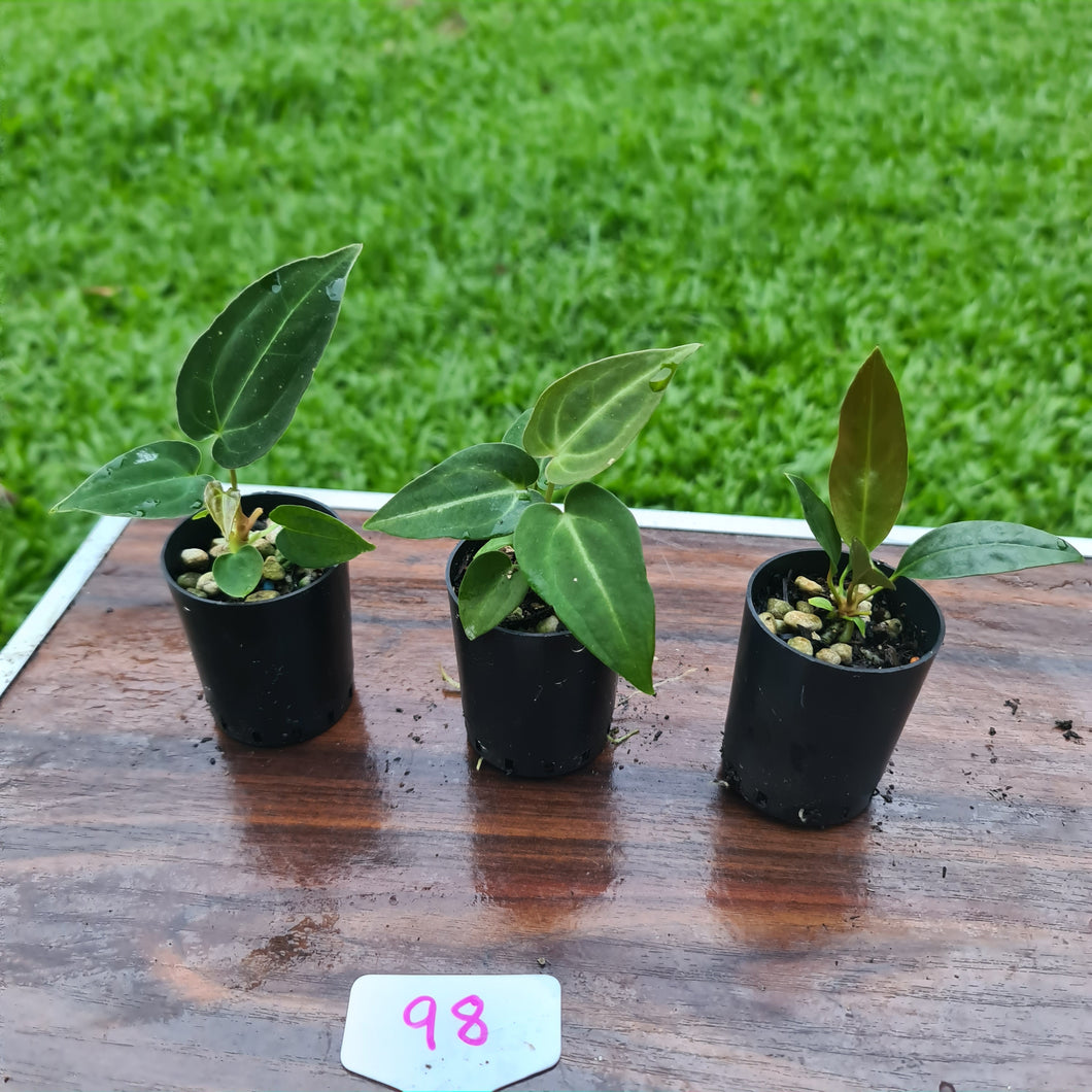 #98 BABY ANTHURIUM PACKAGE - 3 x SEEDLINGS