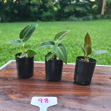 Load image into Gallery viewer, #98 BABY ANTHURIUM PACKAGE - 3 x SEEDLINGS