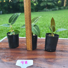 Load image into Gallery viewer, #98 BABY ANTHURIUM PACKAGE - 3 x SEEDLINGS