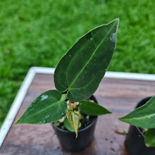 Load image into Gallery viewer, #98 BABY ANTHURIUM PACKAGE - 3 x SEEDLINGS