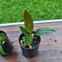 Load image into Gallery viewer, #98 BABY ANTHURIUM PACKAGE - 3 x SEEDLINGS