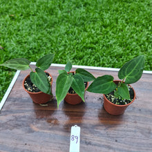 Load image into Gallery viewer, #89 BABY ANTHURIUM PACKAGE - 3 x SEEDLINGS