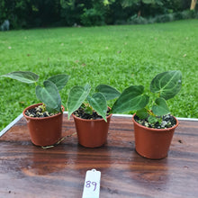 Load image into Gallery viewer, #89 BABY ANTHURIUM PACKAGE - 3 x SEEDLINGS