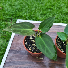 Load image into Gallery viewer, #89 BABY ANTHURIUM PACKAGE - 3 x SEEDLINGS