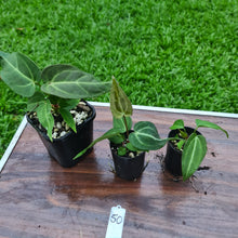 Load image into Gallery viewer, #50 BABY ANTHURIUM PACKAGE - 3 x SEEDLINGS