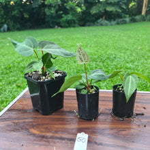 Load image into Gallery viewer, #50 BABY ANTHURIUM PACKAGE - 3 x SEEDLINGS