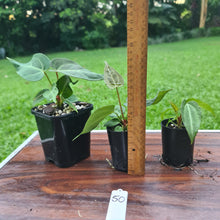 Load image into Gallery viewer, #50 BABY ANTHURIUM PACKAGE - 3 x SEEDLINGS