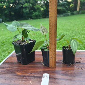 #50 BABY ANTHURIUM PACKAGE - 3 x SEEDLINGS