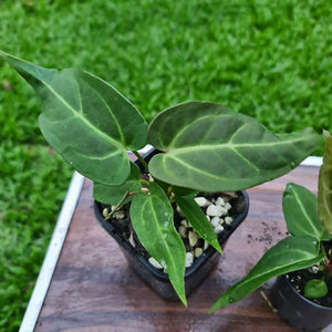#50 BABY ANTHURIUM PACKAGE - 3 x SEEDLINGS