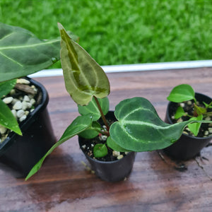 #50 BABY ANTHURIUM PACKAGE - 3 x SEEDLINGS