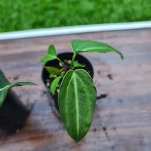 Load image into Gallery viewer, #50 BABY ANTHURIUM PACKAGE - 3 x SEEDLINGS