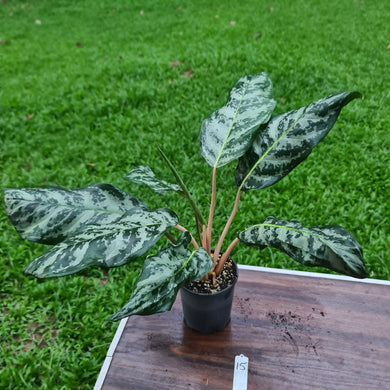 #15 Aglaonema Hybrid