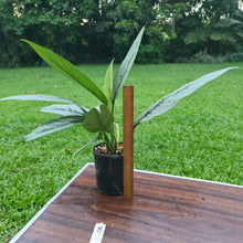 Load image into Gallery viewer, #8 Aglaonema Hybrid