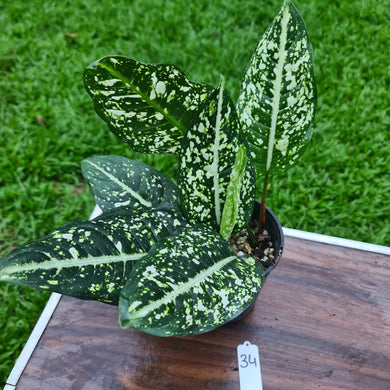 #34 Aglaonema 'Galaxy' / 'Morodoklok'