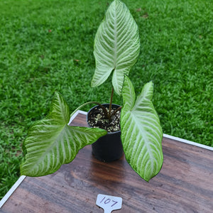 #107 Variegated Phyllotaenium Lindenii 'Cream Cheese'