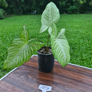 #107 Variegated Phyllotaenium Lindenii 'Cream Cheese'