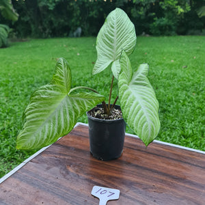 #107 Variegated Phyllotaenium Lindenii 'Cream Cheese'